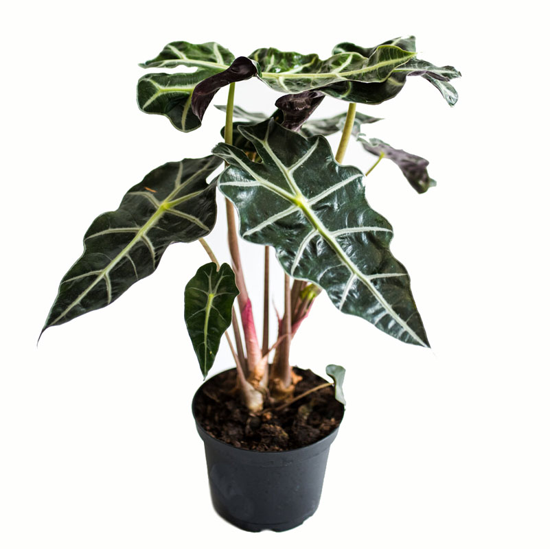 آلوکازیا - بابا آدم